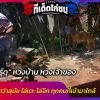 “ไก่ชนพันธุ์ดุ” หวงบ้าน หวงเจ้าของ