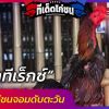 เจ้าทีเร็กซ์  ยอดไก่ชนจอมดับตะวัน 