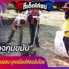 ตำรวจกุมขมับ เสียหายหลายแสน งูเหลือมยักษ์จอมแสบ บุกเขมือบไก่ชนนับร้อย