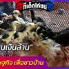 ไก่ชนเงินล้าน สัตว์เศรษฐกิจ เพื่อชาวบ้าน