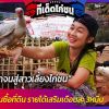 8 ปีมีเงินล้านซื้อที่ดิน จากยากจนสู่สาวเลี้ยงไก่ชน รายได้เสริมเดือนละ 3 หมื่น