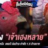 เจ้าเฮงหลาย ไก่เชิงจอมทุบหลัง ค่าตัว 1.5 ล้านบาท 
