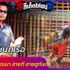 ไก่ชนภูเรือง่อนร้อยพัฒนา สายตี  ไซง่อนเลือดร้อยสายฮูกันด้า