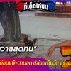 เจ้าอาวาสสุดทน ชาวบ้านนำไก่ชนแพ้-ตาบอด ปล่อยเต็มวัด สร้างภาระให้พระ