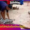 สาวกรี๊ดแตก!! พบงูเหลือมตัวใหญ่เขมือบไก่ชนในเล้า