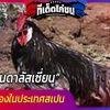 ไก่แอนดาลัสเซี่ยนไก่พื้นเมืองในประเทศสเปน 