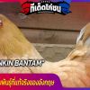 ไก่ nankin bantam Nankin Bantam หรือ Nankin เป็นไก่พันธุ์ไก่แจ้ของอังกฤษ 