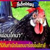 ไก่แอนโคน่าเป็นไก่สายพันธุ์ที่มีถิ่นกำเนิดในแถบมาร์เช่ของอิตาลี