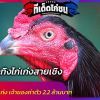 ตำนานไก่ชนเก่งที่ยังมีชีวิต เจ้ากระทิงไก่เก่งสายเชิง เจ้าของค่าตัว 2.2 ล้านบาท 
