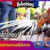 แก้เคล็ดไก่ชน เพิ่มความมงคลตามความเชื่อโบราณ