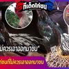 เลี้ยงไก่ชน ไก่ชนที่ไม่ควรเอาออกมาชน 