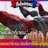 แนะนำไก่ชนลูกผสมพม่าที่มาแรง นิยมซื้อขายไก่ชน ลูกผสมพม่าไทย