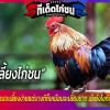 การเลี้ยงไก่ชน ให้แข็งแรง