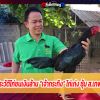 เปิดประวัติไก่ชนเงินล้าน “เจ้ากระทิง” ไก่เก่ง ซุ้ม ส.เทพมงคล