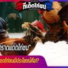 การกราดแดดไก่ชนมีประโยชน์คือ