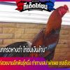 ไก่ชนพันธุ์นกกรดหางดำ ไก่ชนเงินล้าน