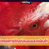 เทคนิคการตัดแต่งหงอนและเหนียงไก่