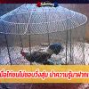 ทำไงดีเมื่อไก่ชนไม่ชอบวิ่งสุ่ม นำความรู้มาฝากเซียนไก่