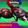 การเพาะไก่ชนพม่าม้าล่อ ให้ออกมามีราคาสูง