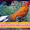 ไก่ชนตามตำราพระนเรศวร เลี้ยงประดับบารมี