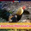 ไก่ชนพม่า ลักษณะไก่ชนพม่าที่ดีดูโดดเด่นสง่า และมีแววรุ่ง