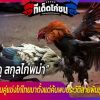 ไก่ชนพม่า เป็นคู่แข่งไก่ไทยมาตั้งแต่ค้นพบประวัติสายพันธุ์