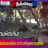 อำมหิตเกิน! หนุ่มอุดรช็อก ไก่ชนโดนยาเบื่อดับ 13 ตัว เศร้าลูกหมาตายด้วย