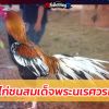 ตำนานไก่ชนสมเด็จพระนเรศวรมหาราช