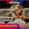 การดูบาดแผลและการแก้ไขแผลของไก่ชน