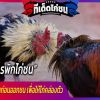 การพักไก่ชน หรือการคืนตัวไก่ชนก่อนออกชน เพื่อให้ไก่คล่องตัว