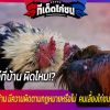 ซ้อมคัดไก่ชนที่บ้าน มีความผิดตามกฏหมายหรือไม่ คนเลี้ยงไก่ชน