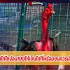 การเลี้ยงลูกไก่ไซง่อน100ให้เป็นไก่ที่พร้อมชนควรเลี้ยงอย่างไร