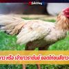 เจ้าพังพอนขาว หรือ เจ้าขาวราชันย์ ยอดไก่ชนสีขาวจอมทุบหลัง
