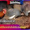 การเพาะเลี้ยงปลวกไว้เป็นอาหารไก่ สร้างโปรตีน ประหยัดต้นทุน