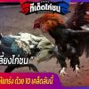 เลี้ยงไก่ชนให้แกร่ง ด้วย 10 เคล็ดลับนี้