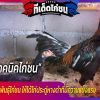 เทคนิคการผสมพันธุ์ไก่ชน ให้ได้ไก่ประดู่หางดำที่มีความแข็งแรง