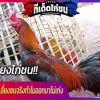 ไก่ที่เคยเก่งแต่เลี้ยงชนจริงทำไมออกมาไม่เก่ง