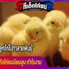 การนำลูกไก่ไปทำสายพันธุ์ การเลี้ยงธุรกิจไก่ชนนิยมสูง กำไรงาม