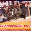 อึ้ง ตำรวจฟิลิปปินส์บุกจับแข่งไก่ชนผิดก.ม. โดนคมมีดติดเดือยไก่บาดดับสลด