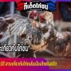 เรียนรู้ไก่ชน ประวัติ สาระเกี่ยวกับไก่ชนในเมืองไทยในอดีตนั้น