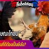 ลักษณะไก่ชน วิธีดูไก่ชนที่ดีต้องเป็นยังไง?