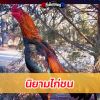 นิยามไก่ชน