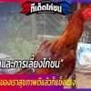 การฝึกและการเลี้ยงไก่ชน เพื่อให้ไก่ชนของเราสุขภาพดีแล้วก็แข็งแรง