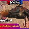 รู้ทันภัยร้าย !! “โรคบิด” รุ่นแรงทำให้ไก่ล้มตายเป็นเบือ