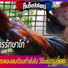 ไก่เกิดจากการพองลมต้องทำยังไง วิธีแก้ตามนี้เลย ลองทำกันดู