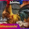 8 เคล็ดลับการเลือกซื้อไก่ชนแบบออนไลน์