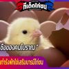 ความเชื่อของคนโบราณ การเลี้ยงไก่ชนทำรังฟักไข่เสริมบารมีไก่ชน