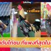 5 อันดับไก่ชน ที่แพงที่สุดในโลก 