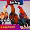 วิธีการรักษาบาดแผลบนใบหน้าของไก่