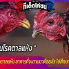 เมื่อไก่เป็นตาลแห้ง